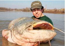 国产最大鲶鱼图片视频