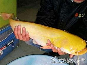 国产最大鲶鱼图片视频